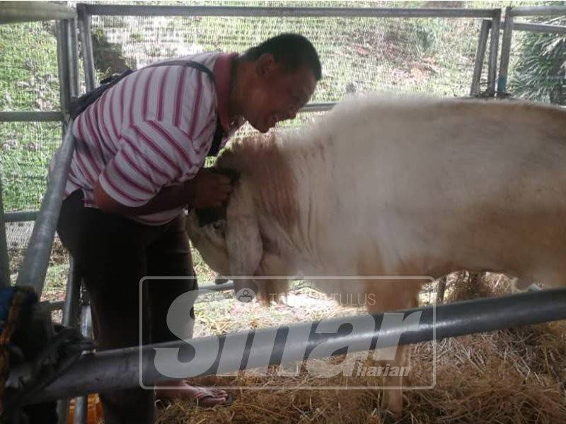 Atan seberat 145 kilogram berkelakuan manja namun bergurau kasar.