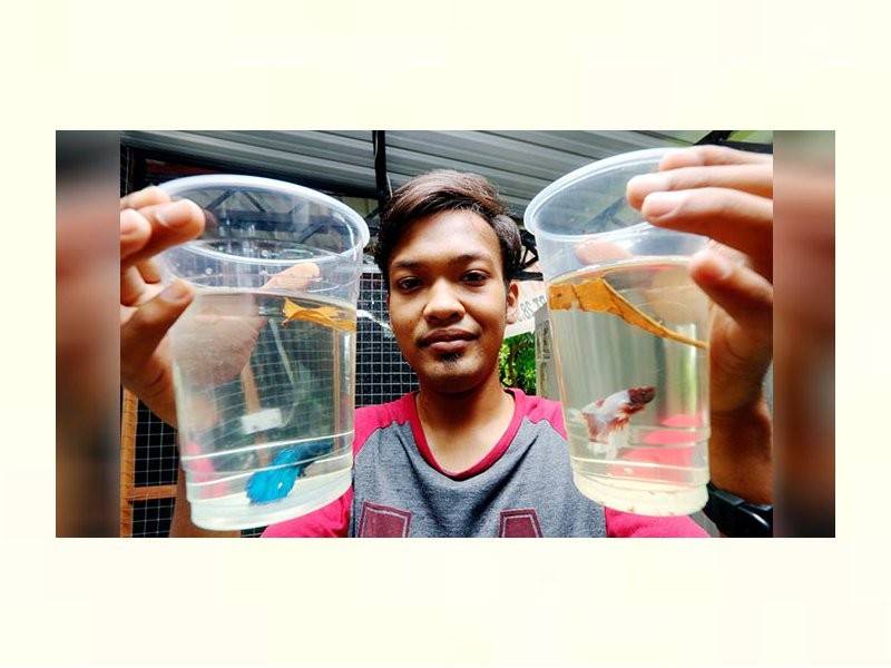 Pengusaha ikan Betta, Muhamad Arif Harithah Hariul Nizam, 22, menunjukkan antara koleksi ikan betta miliknya ketika ditemui di kedai haiwan peliharaan ibunya di perkampungan Duyong, Melaka, baru-baru ini. Ikan betta merupakan antara ikan hiasan yang mendapat permintaan tinggi khususnya penggemar daripada negara Singapura, Thailand, Vietnam, Indonesia, China dan Taiwan. (Foto: Bernama)