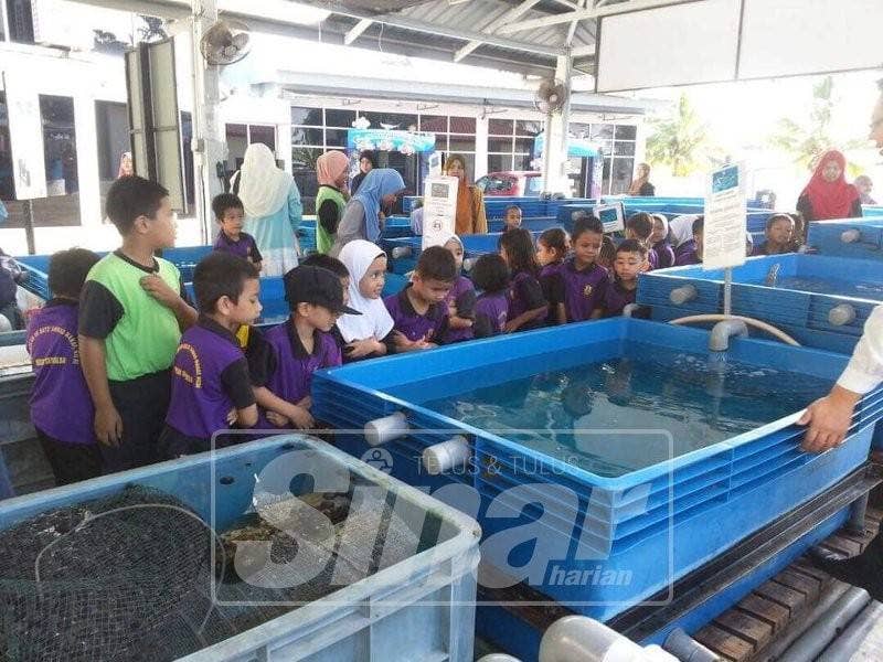 Kanak-kanak teruja melihat penyu.