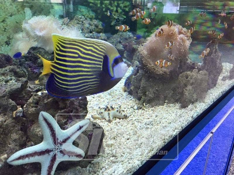 Ikan nemo antara yang menjadi tarikan.