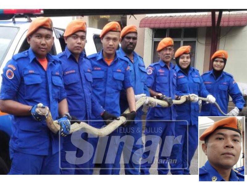 Salah satu operasi APM melibatkan tangkapan haiwan berbisa di negeri ini. (Gambar kecil: Effendy Ali)