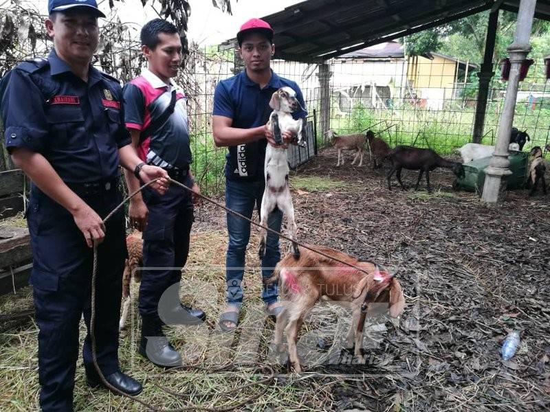 Muhammad Izzudin Tajuddin Ab Rashid, 20, berjaya membida sembilan haiwan tersebut yang terdiri daripada lima ekor kambing dan empat biri-biri.