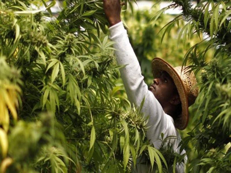 Penanaman ganja bagi tujuan perubatan adalah dibenarkan di Zambia jika mendapat permit dari kementerian kesihatan negara berkenaan. 