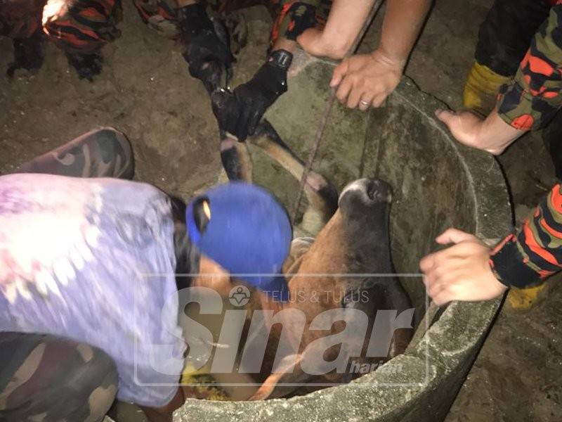 Anggota bomba berusaha mengeluarkan lembu yang jatuh ke dalam perigi di sini, malam tadi.
