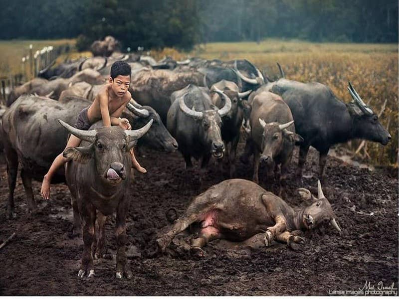 Foto:Facebook Syukor Khamis - Kampung Boy.