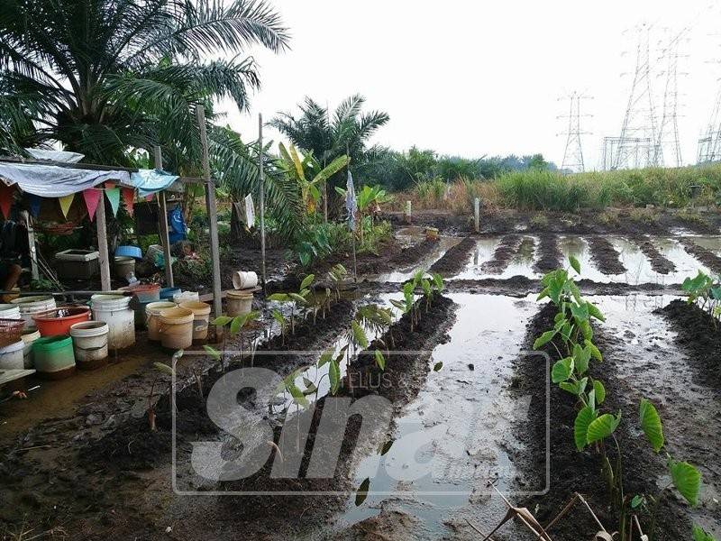  Keadaan kawasan tanaman yang digenangi air