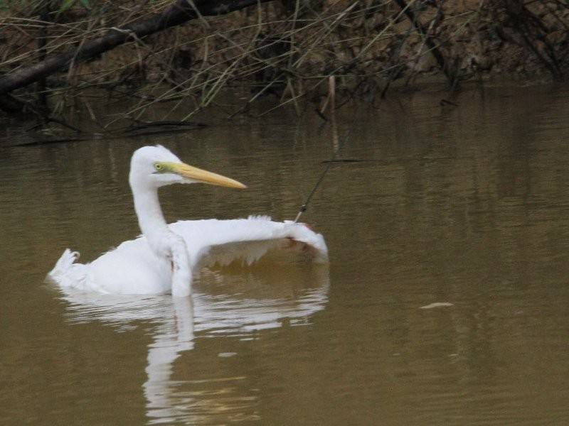 Keadaan burung bangau yang terkena taut pada bahagian kepak.