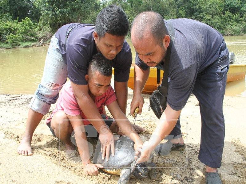 Taut yang ditahan nelayan menusuk bahagian leher tuntung jantan yang jarang ditemui ini.