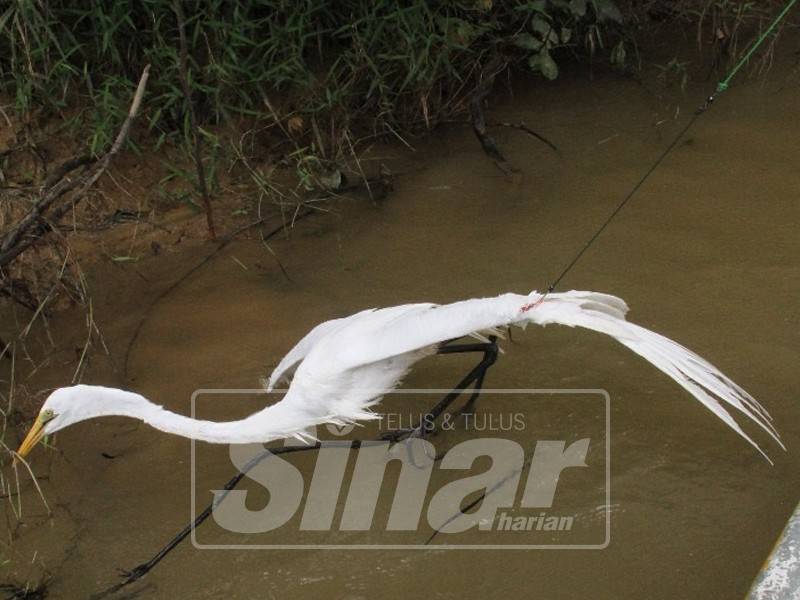 Keadaan burung bangau yang terkena taut pada bahagian kepak.