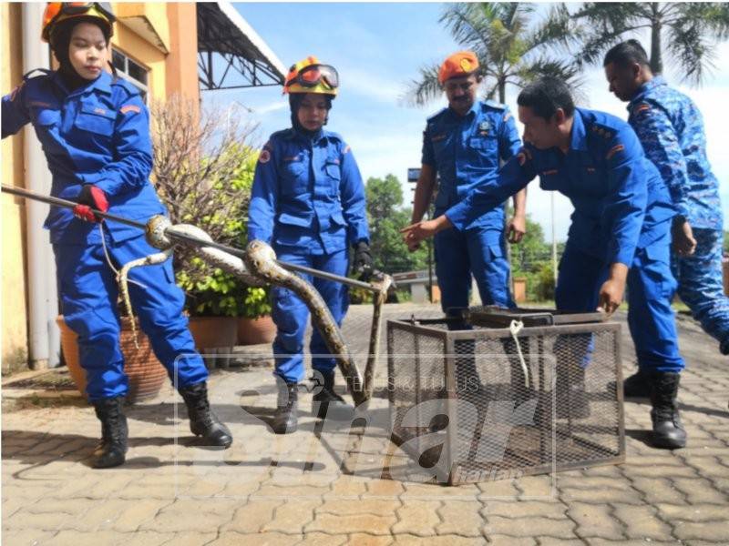 Nasuha (kiri) dan Raihana tidak kekok mengendalikan ular.