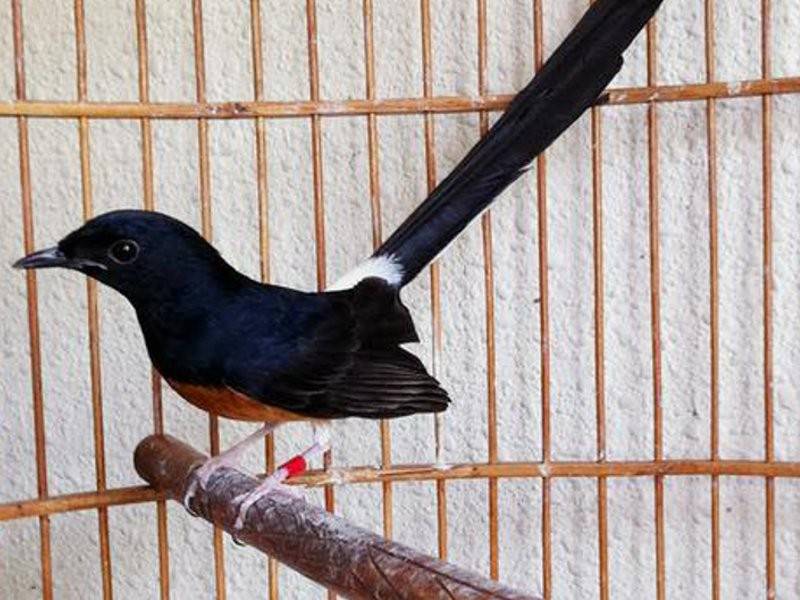 Tentera Gagalkan Cubaan Seludup Burung Murai Ke Indonesia