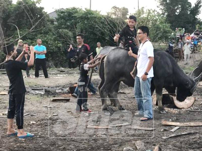 Orang ramai tidak putus-putus mengunjungi kandang kerbau di Kampung Kubang Bujuk.
