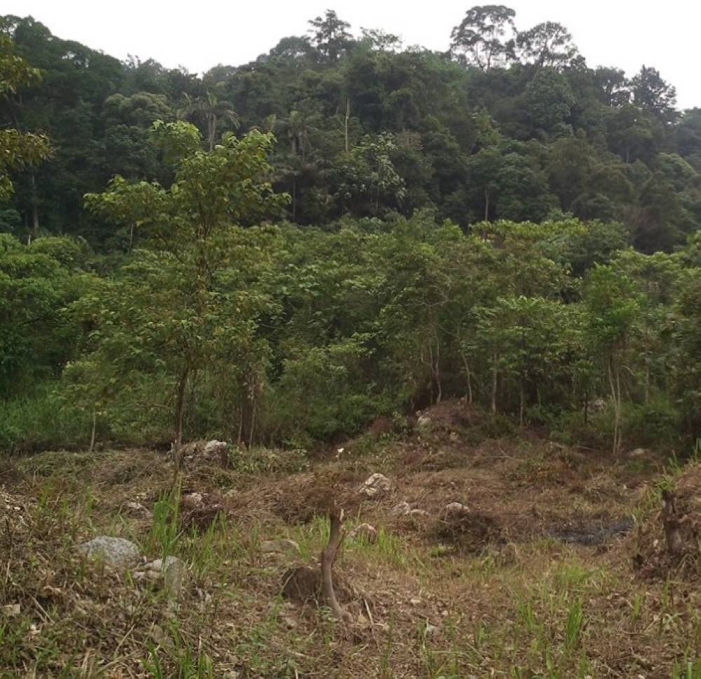 
Hartanah yang terbiar tanpa diurus waris dengan betul menyebabkan transaksi hartanah gagal dijalankan malah tidak boleh dibangunkan dan dimajukan untuk tujuan sebarang pembangunan.