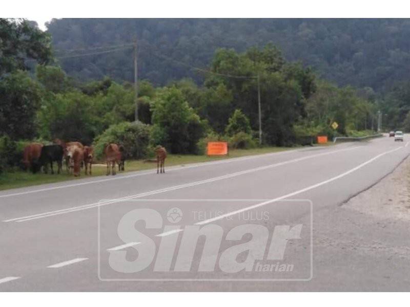 Dalam tempoh dua minggu, dua kemalangan maut berlaku di jalan Bukit Besi kerana mengelak dan merempuh lembu berkeliaran.