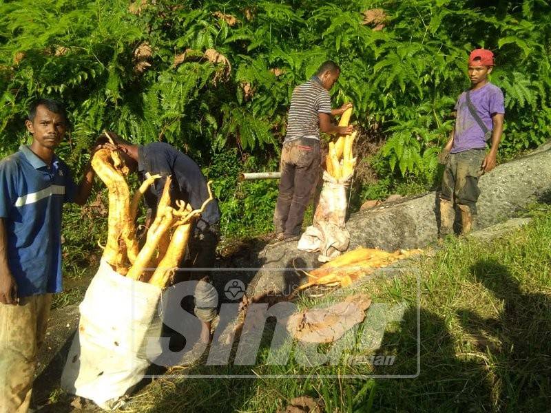 Arman (kiri)bersama Roswan (dua,kanan),Baharudin(dua,kiri) dan Fadilah menjadikan pencarian tongkat ali ataupun turut dikenali dengan nama pasak bumi sebagai sumber pencarian mereka.