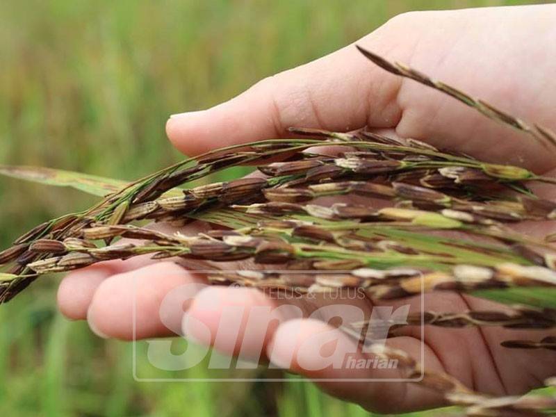 Padi yang diserang wabak BPB.