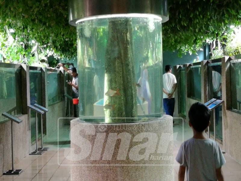  Bahagian akuarium di Pusat Penerangan Kenyir ini terbuka secara percuma kepada pengunjung.
