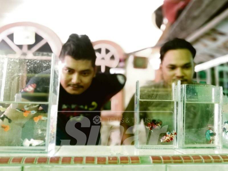 Mohd Zailani (kiri) dan Mohd Shahril memerhatikan ikan untuk digredkan.