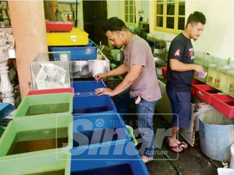 Mohd Zailani dan Mohd Shahril menumpukan sepenuh masa kepada usaha membiak ikan laga dan gupi.
