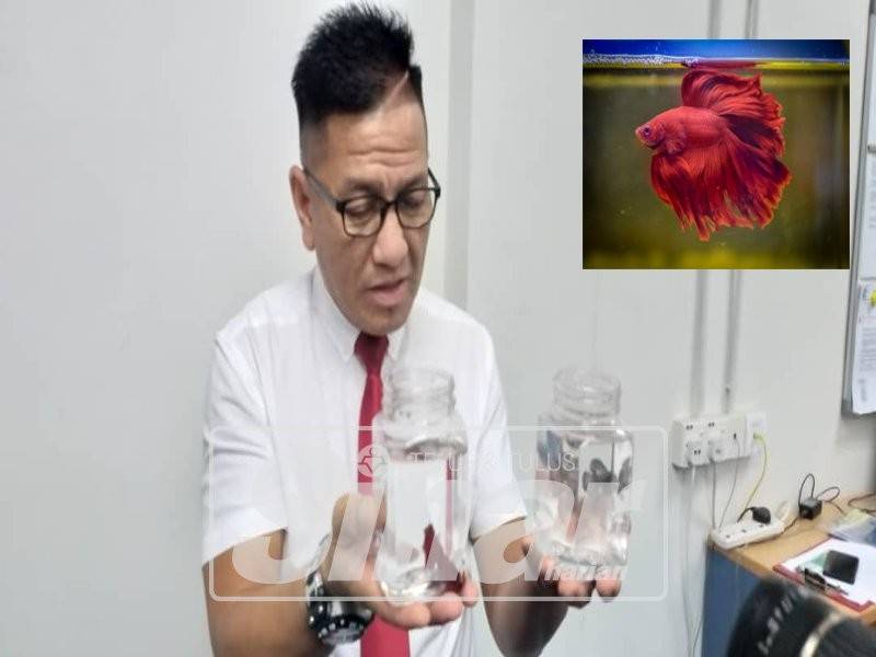 Norhizam ketika melihat super red betta.