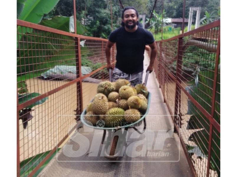 Mohd Khairul memasuki kampung bagi mendapatkan durian.