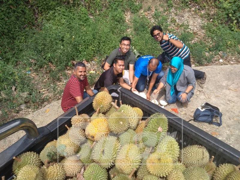 Durian kampung di Lipis mendapat sambutan peminat raja buah itu.