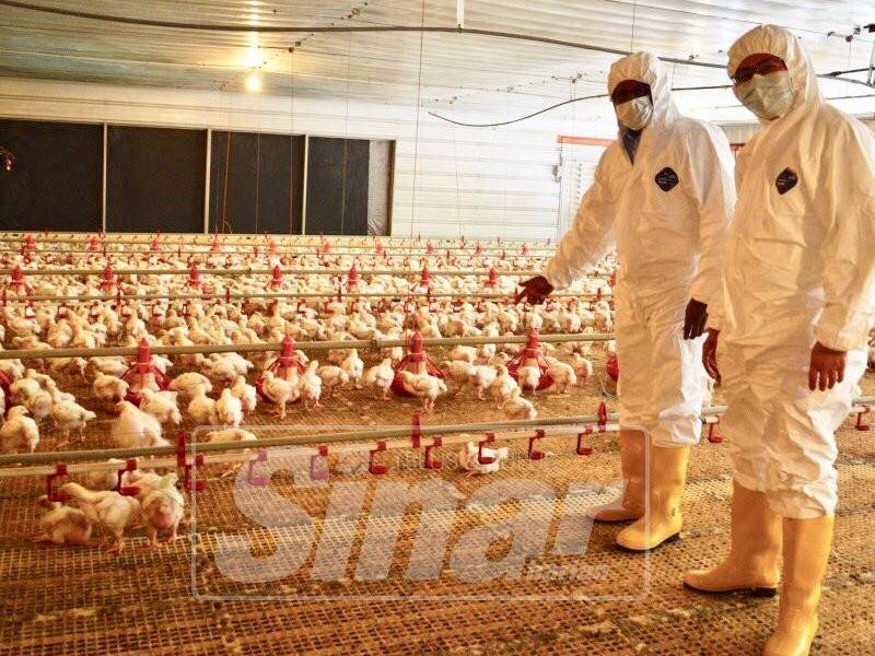 Sivanesan (kiri) melawat sistem ternakan ayam tertutup di DPDC, di Segari hari ini.