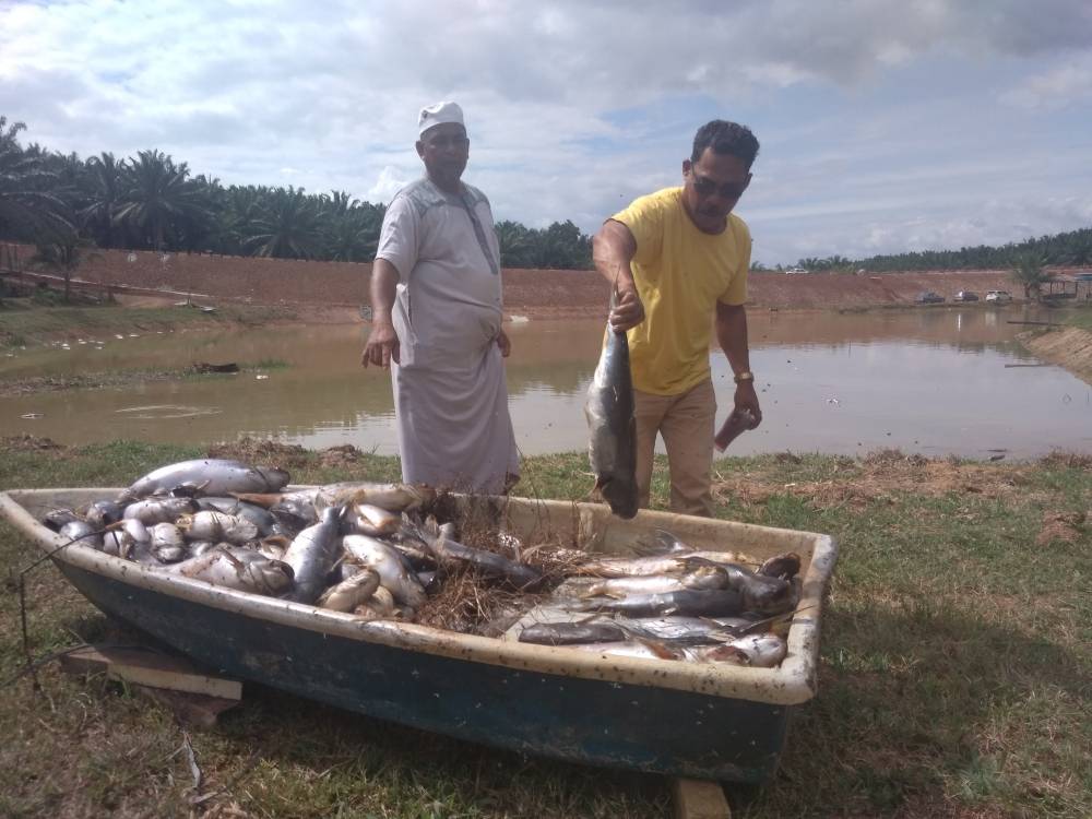 Ribuan ikan patin mati pengusaha berputih mata