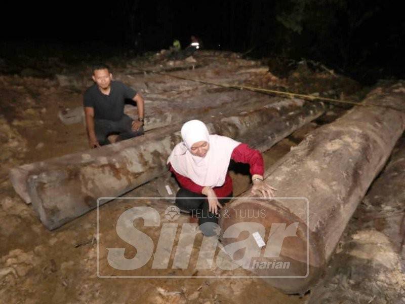 Anggota penguatkuasaan JPNP menyita 200 batang balak pelbagai spesies yang ditemui di hutan tanah kerajaan Kampung Baru 21 Jalan Kuantan- Sungai Lembing.
