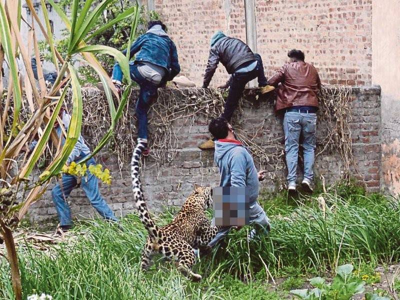 Beberapa lelaki lari bertempiaran selepas haiwan tersebut menyerang rakan mereka.