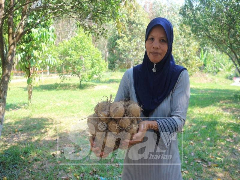  Atipah menunjukkan ubi ara.
