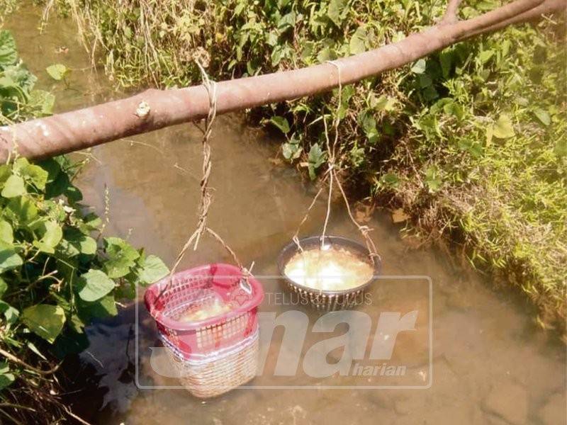 Ubi ara perlu dialirkan di sungai untuk menghilangkan racun.
