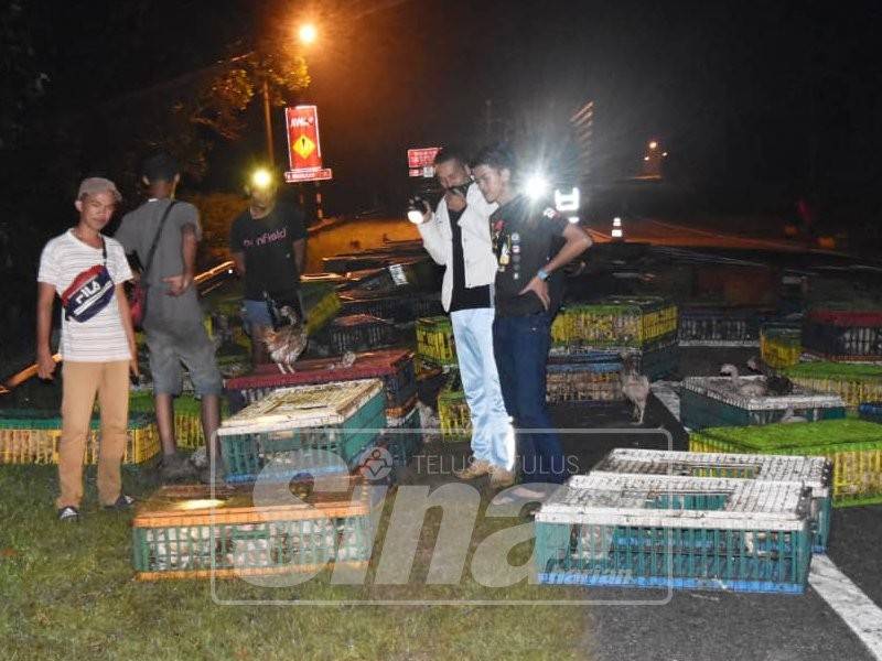 Ratusan bekas berisi 1,920 ayam bertaburan di Kilometer 82, Jalan Jerangau - Jabur, semalam.
