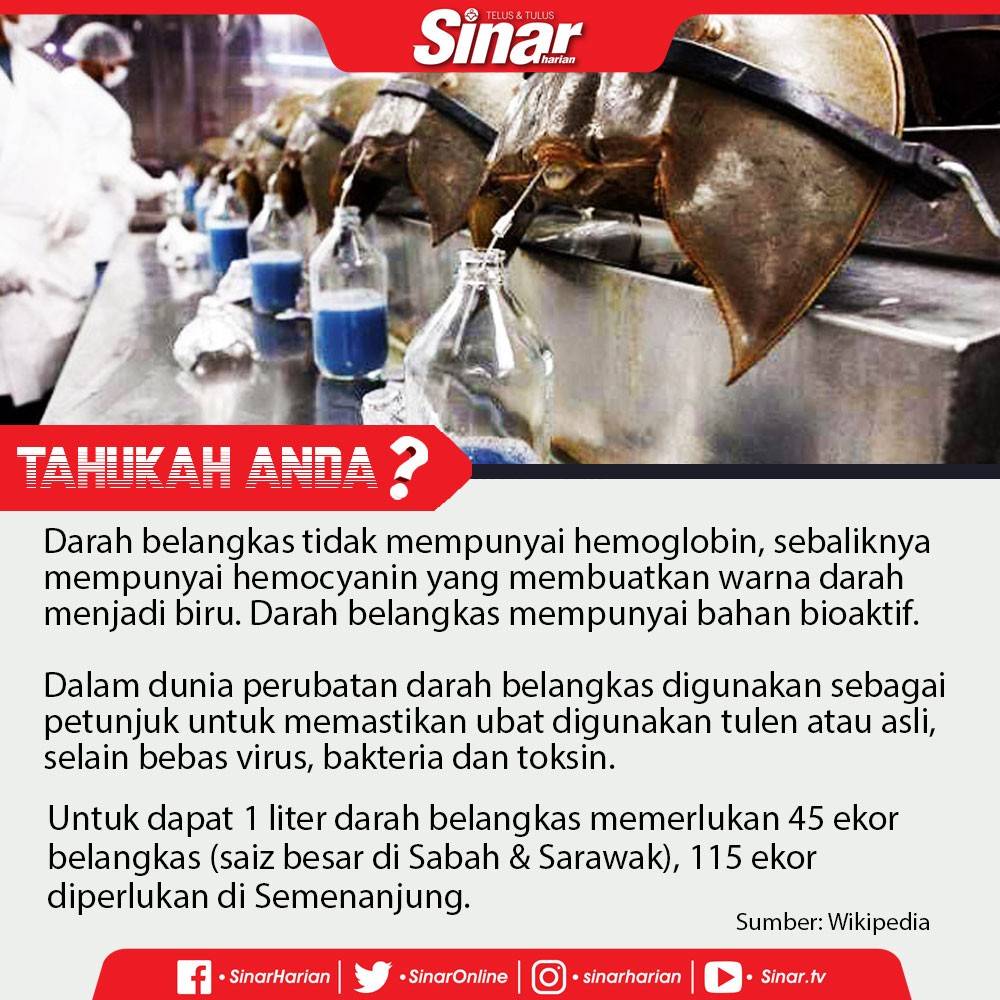 tahukah-anda-belangkas