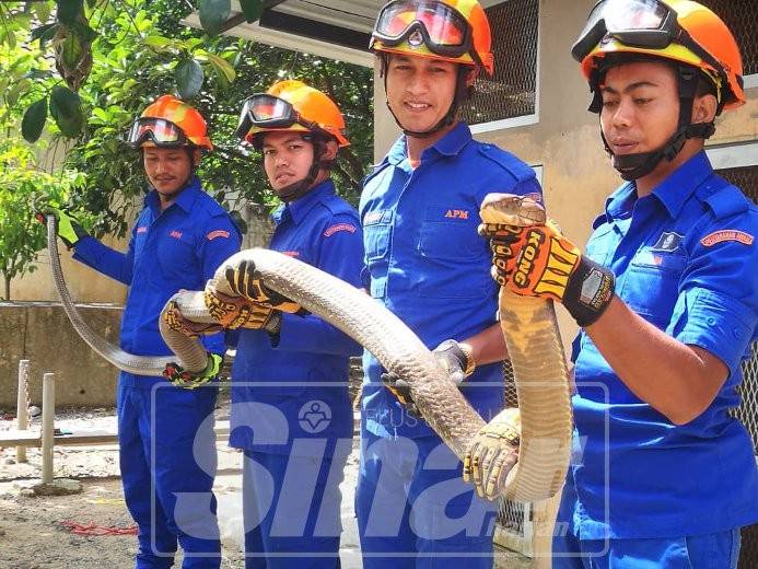 Ular tedung selar sepanjang hampir 4 meter ini akhirnya berjaya ditangkap.