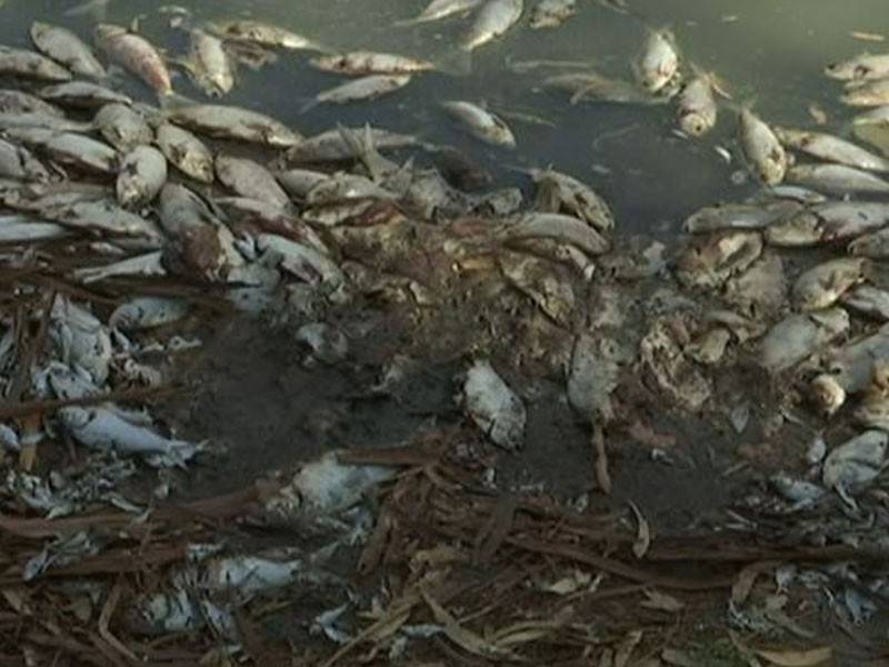 Kerajaan Australia mengumumkan rancangan untuk mengepam oksigen ke dalam tasik dan sungai selepas ratusan ribu ikan ditemui mati terapung akibat gelombang panas melanda beberapa bahagian negara itu.