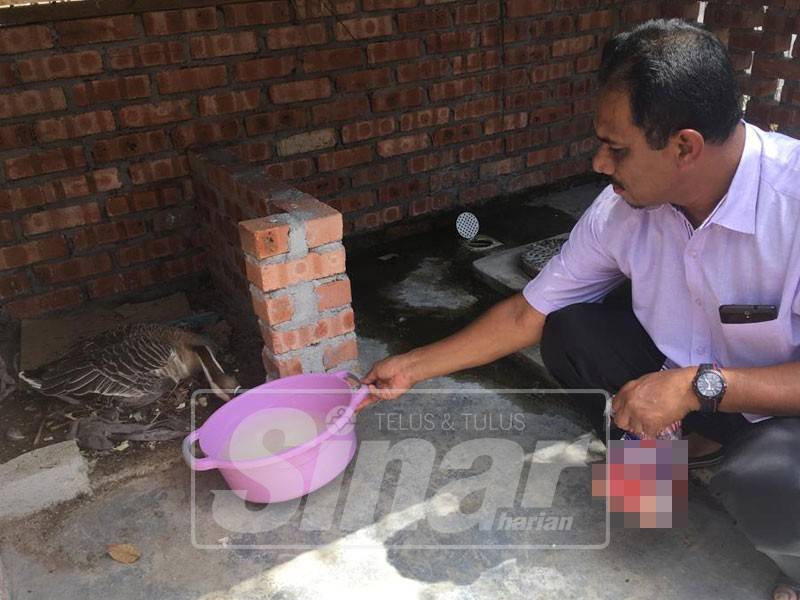 Sulaiman cuba memberi makan Rose di dalam reban khas berasingan.