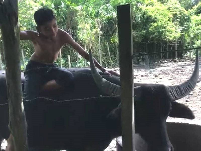 Tongkol antara kerbau yang jinak dan manja dengan Syukur selain Awang.