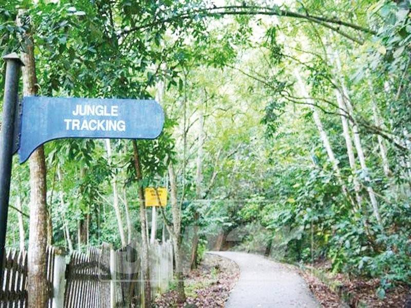 Laluan 'jungle trekking'.