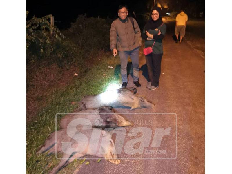 Norhizam dan Noorzakiahanum menunjukkan tiga ekor babi hutan yang berjaya ditembak.