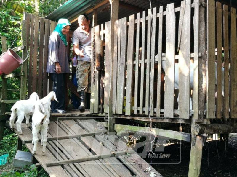 'Ummi dan Abah' memanggil si kembar mereka masuk ke dalam kandang di Kampung Bukit Perah.