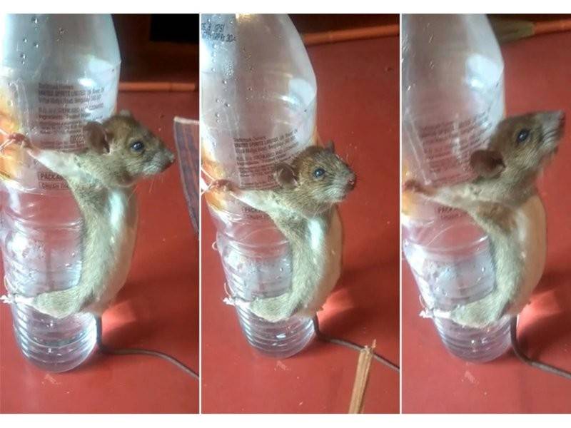 Tikus kecil itu diikat ke botol lalu dipukul dengan kayu kecil di bahagian kepala, hidung dan perut. - Foto NewsCrunch India