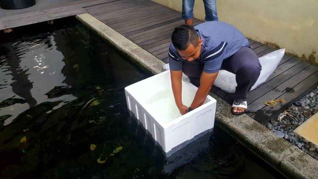 Firdaus mengumpulkan ikan yang ditempah oleh pelanggannya.