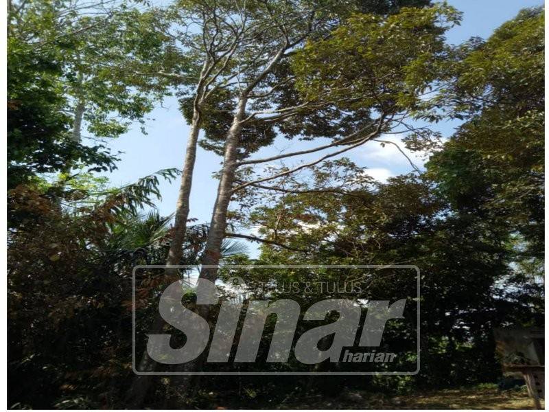 Lokasi kejadian Syed Mohd Yazid yang ditimpa durian dari salah sebatang pokok di kebun. 