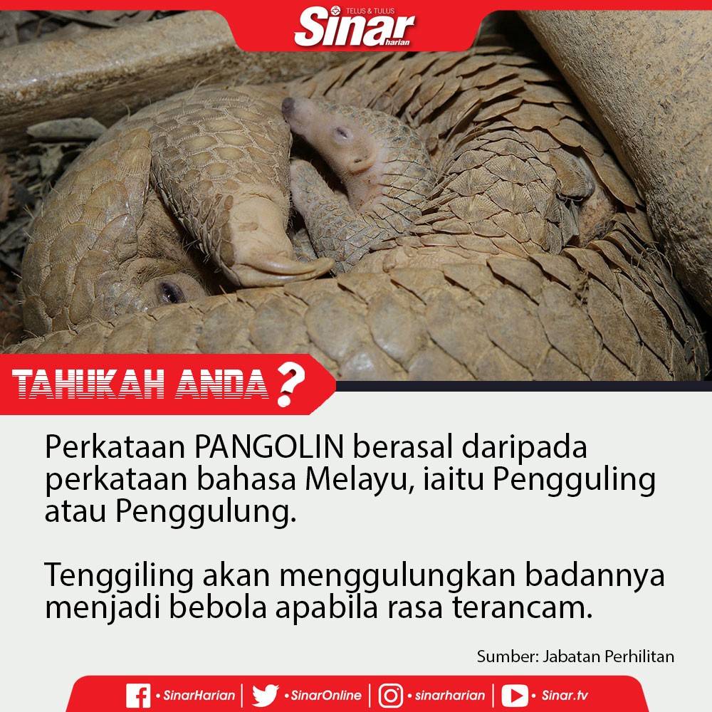 tahukah-anda-TENGGILING-LG