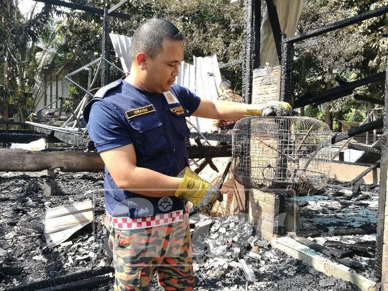 Burung peliharaan dalam sangkar mati terbakar.