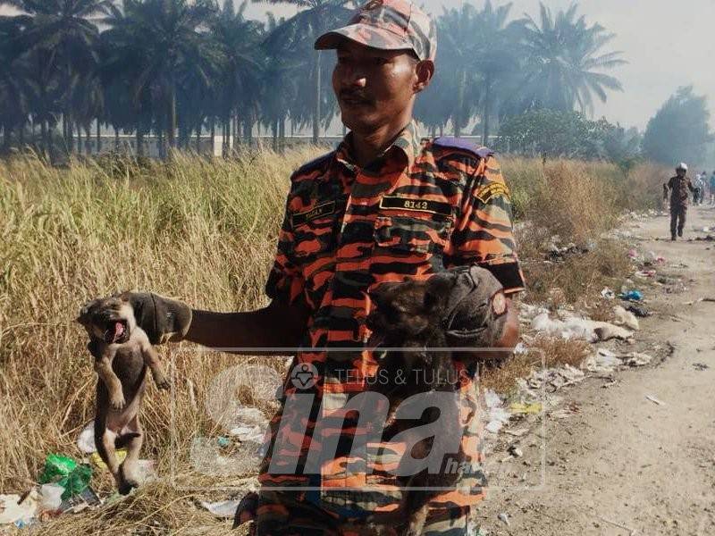 Anak anjing tanpa ibu diselamatkan anggota bomba.