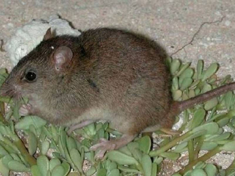 Spesies haiwan itu tidak pernah dilihat sejak 2009.