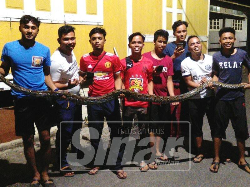 Lapan pemuda ini merakam gambar sebelum menyerahkan ular kepada APM.