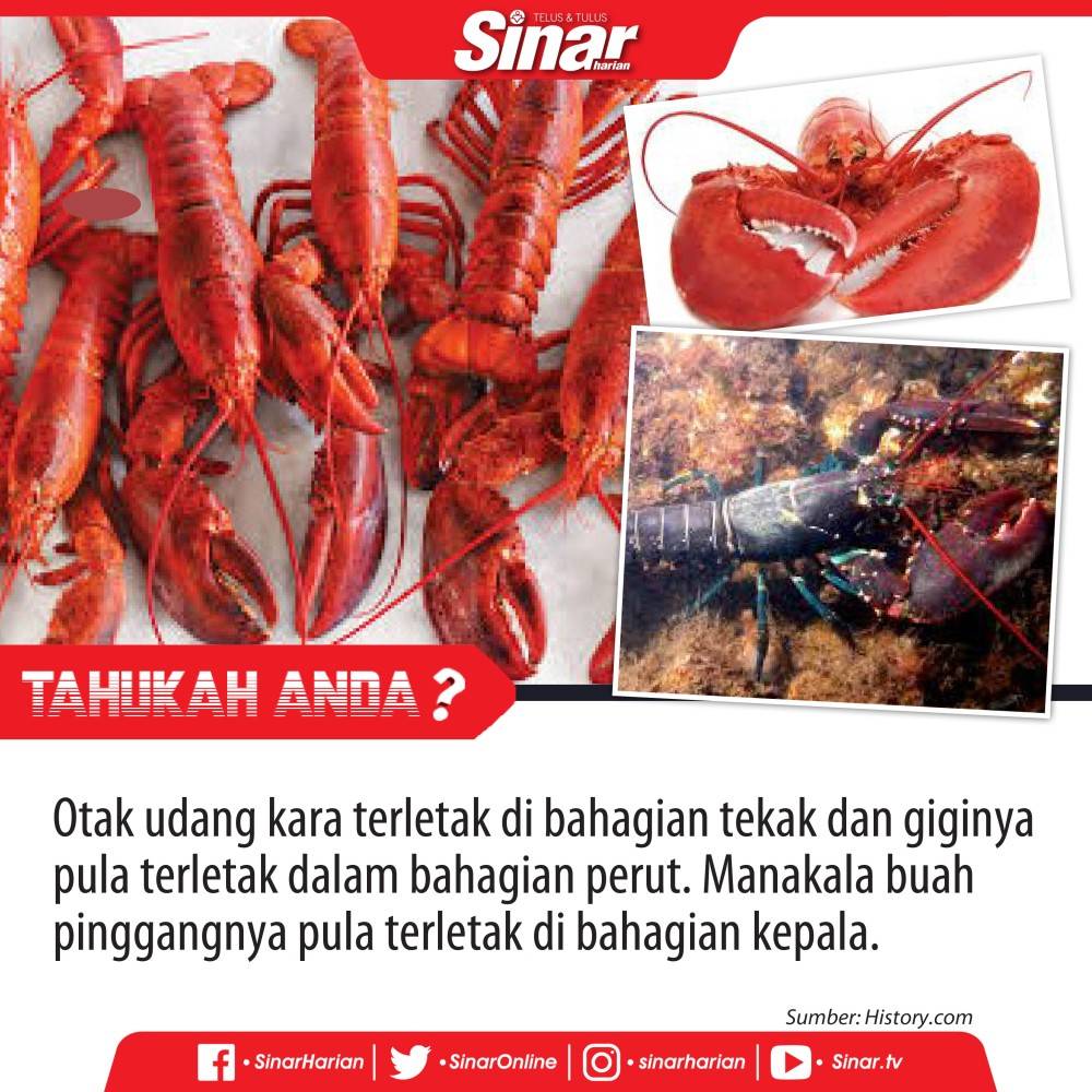 otak udang